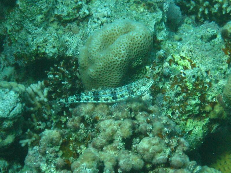 Common Lizardfish