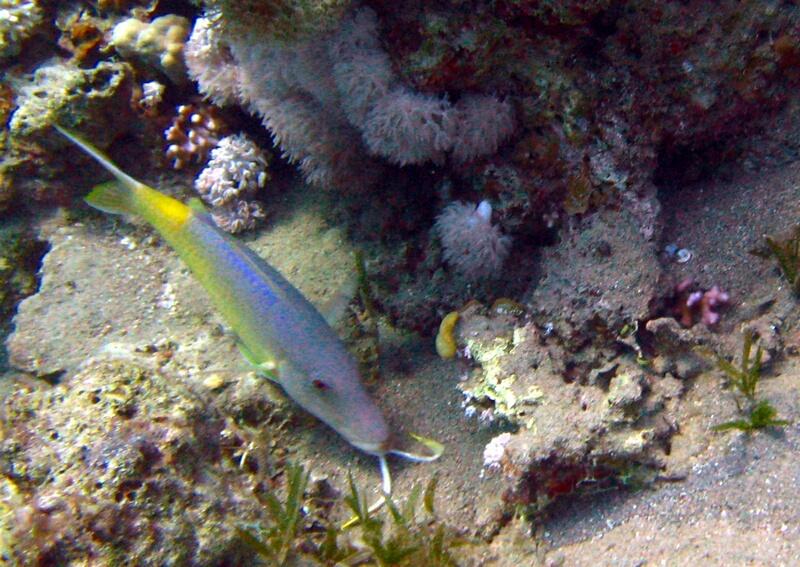 Yellowfin Goatfish