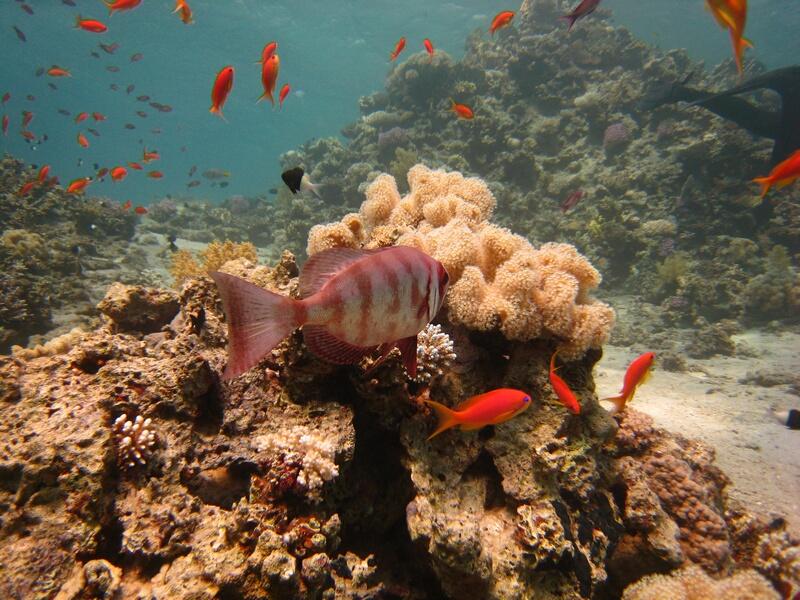 Blacktip Grouper