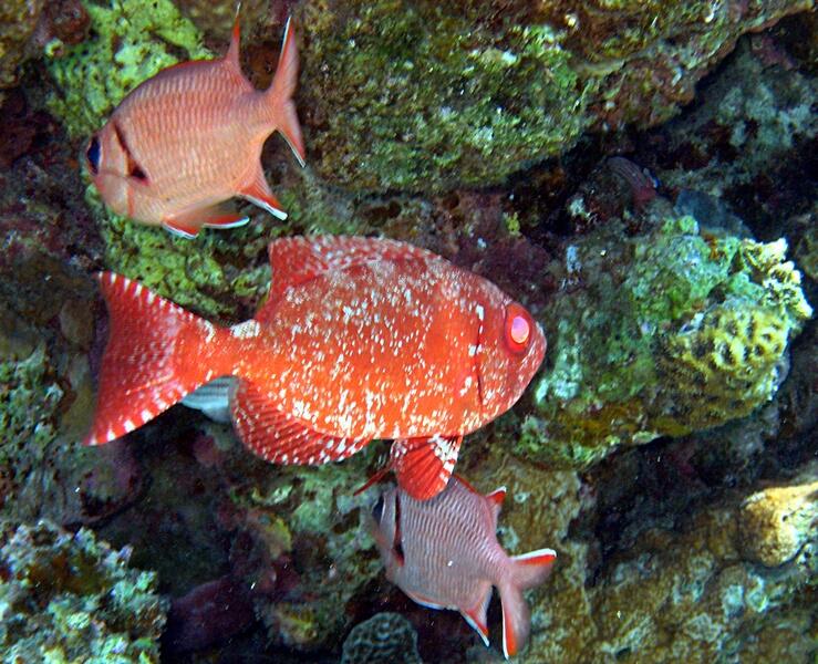 Whiteedged Soldierfish