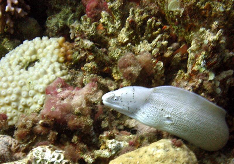 Geometric Moray