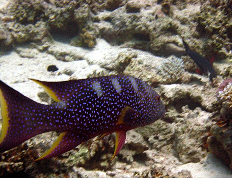 Unknown large purple-spotted fish, possibly grouper