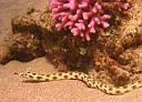 Yellow sea snake
