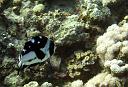 Unknown black and white fish