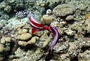 Pair of dancing Red Sea Fairy Basslets